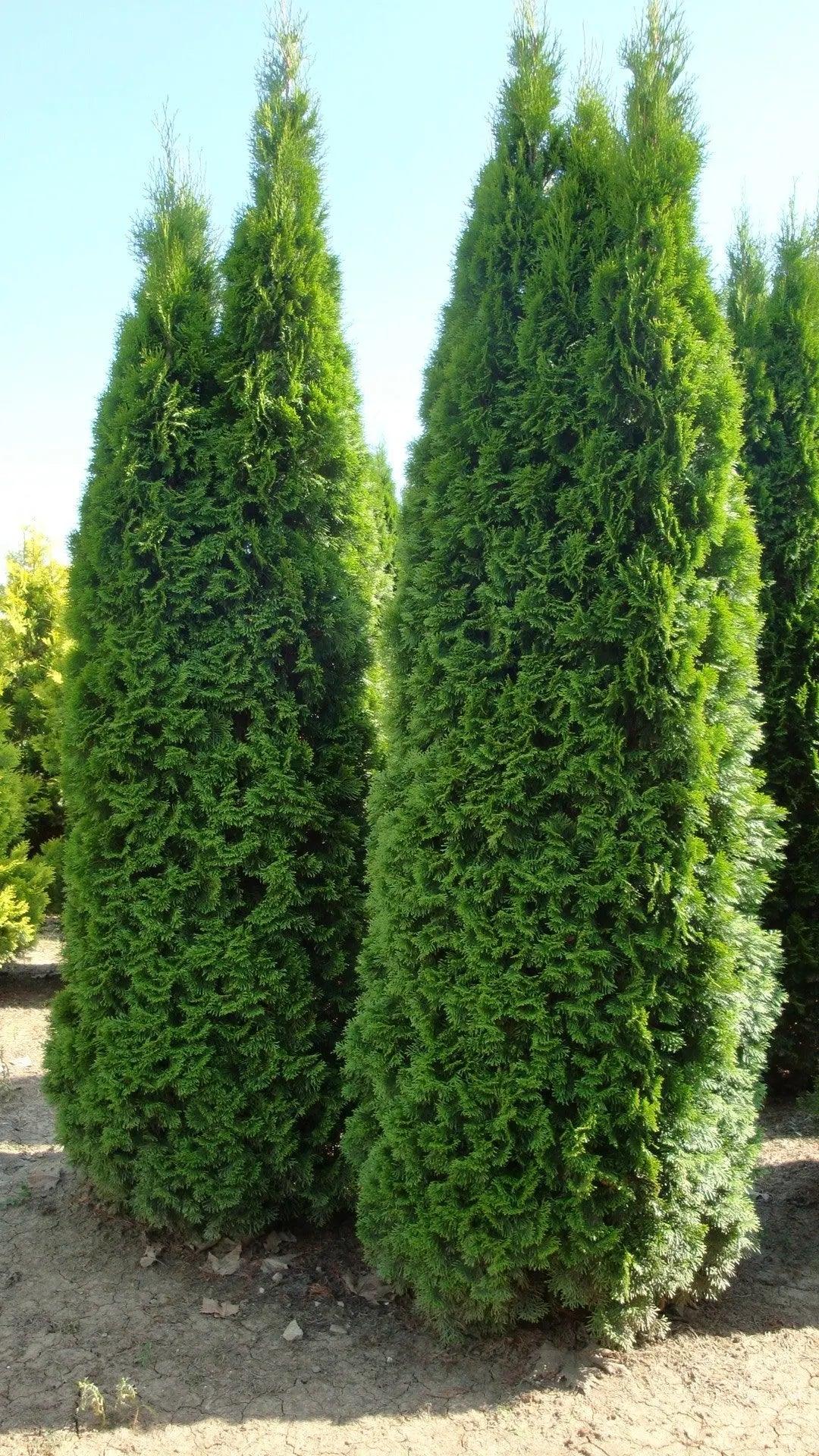 Tuia Smaragd 4.00 - 4.20 m Thuja Occidentalis Smaragd