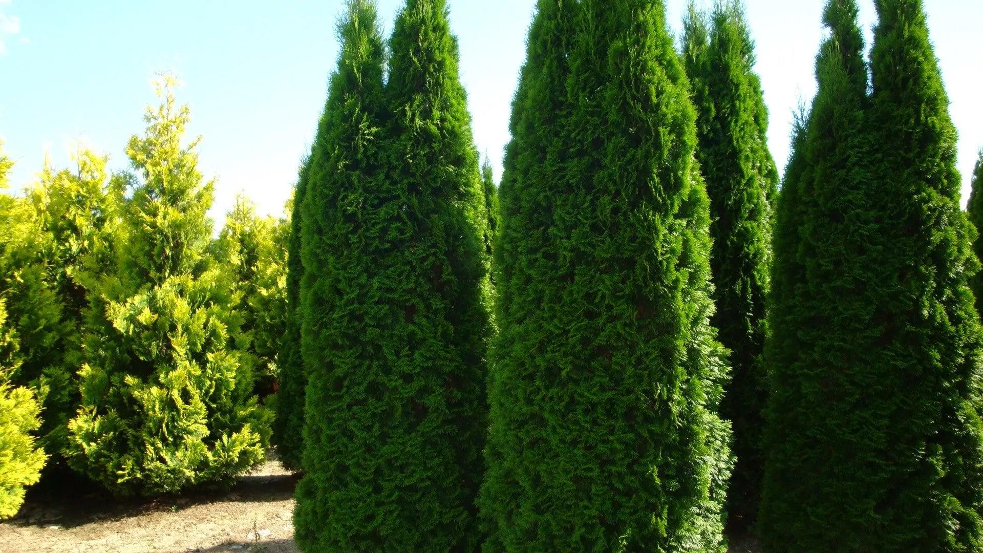 Tuia Smaragd 4.00 - 4.20 m Thuja Occidentalis Smaragd