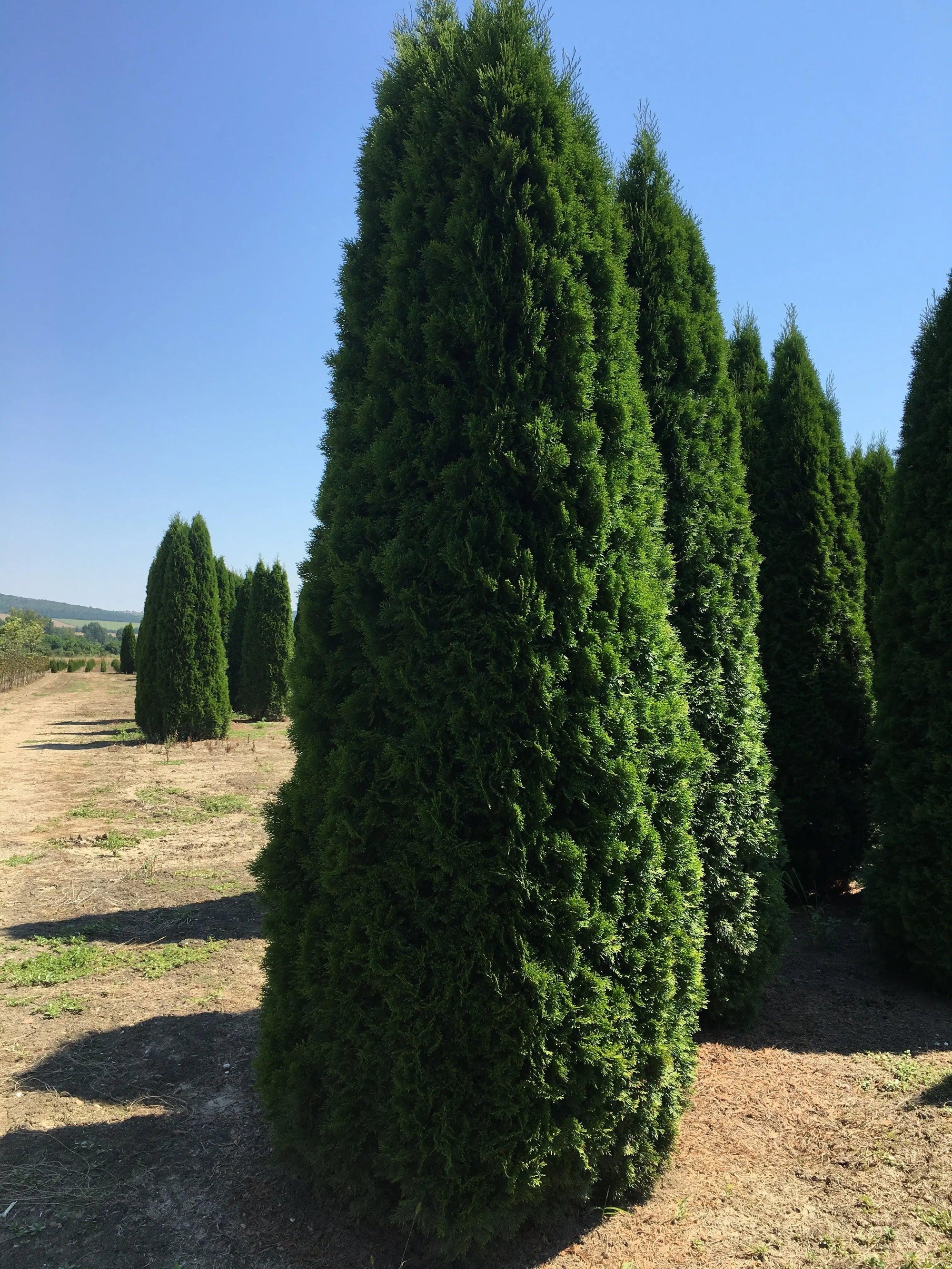 Tuia Smaragd 4.00 - 4.20 m Thuja Occidentalis Smaragd