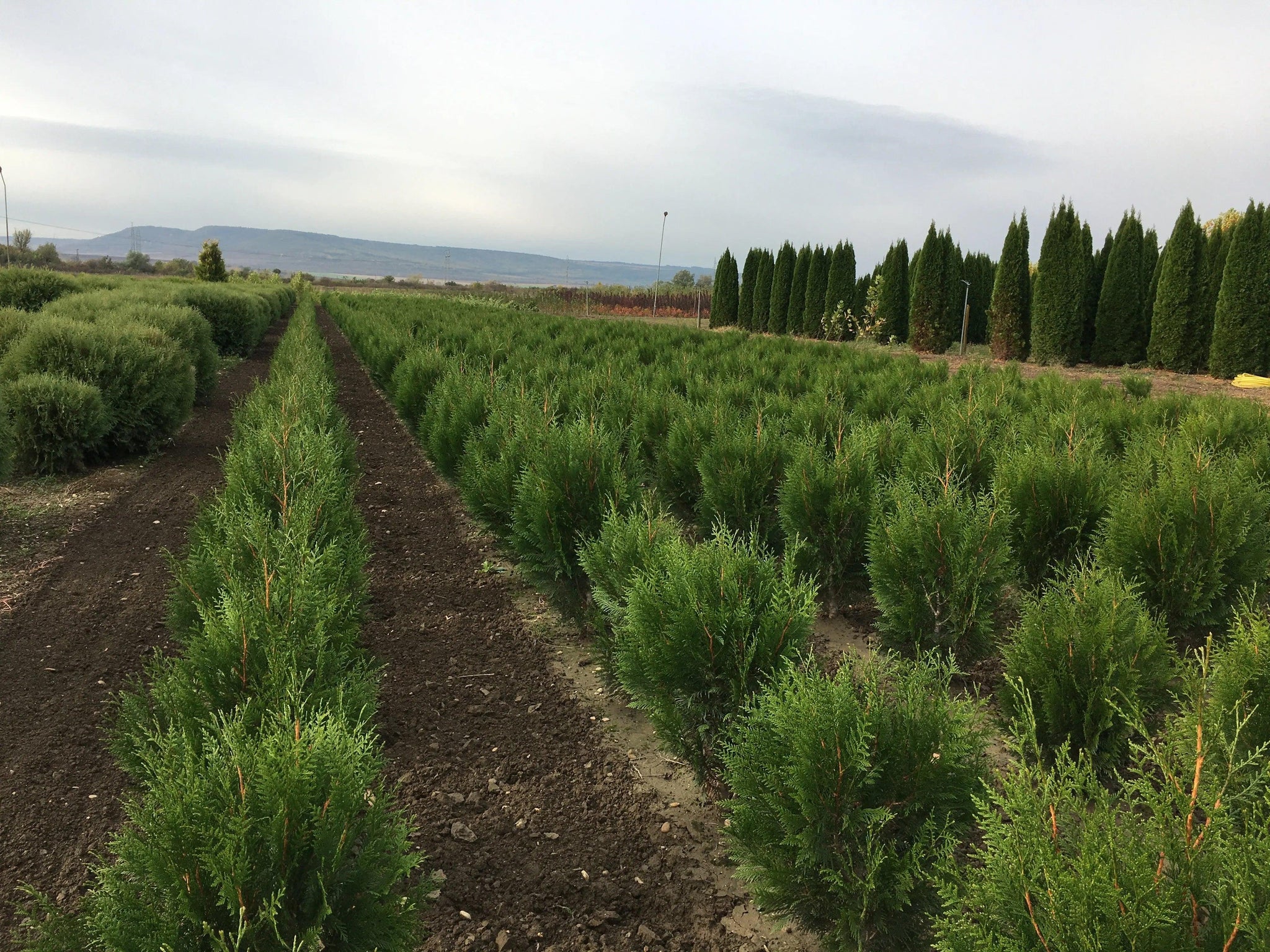 Tuia placata Atrovirens" 1.20 - 1.50 m Thuja placata "Atrovirens"