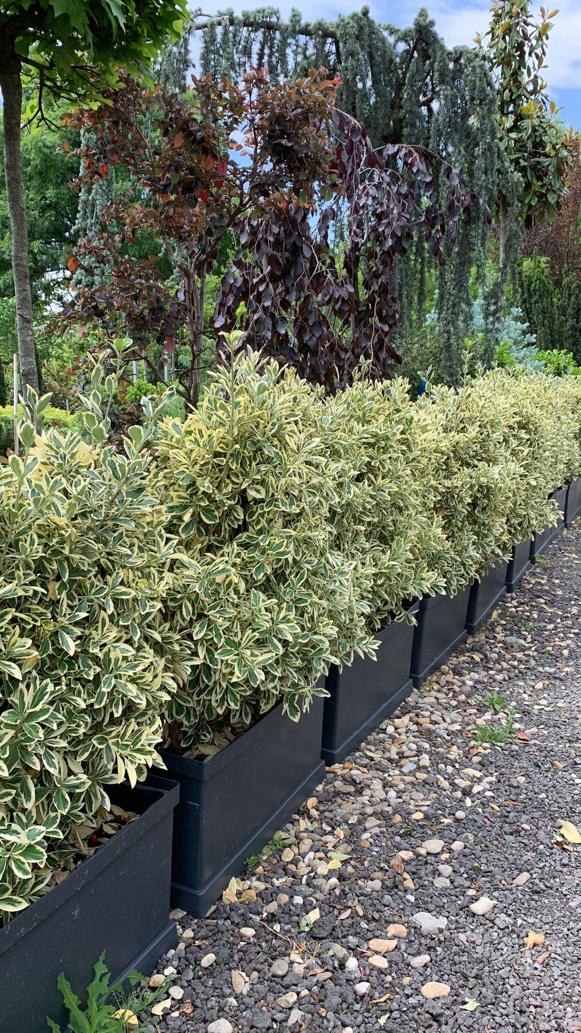 Japanese sage Bravo" hedge 0.80 - 1.20 m Euonymus jap."Bravo"