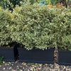 Salba japoneza Bravo" gard viu 0.80 - 1.20 m  Euonymus jap."Bravo"