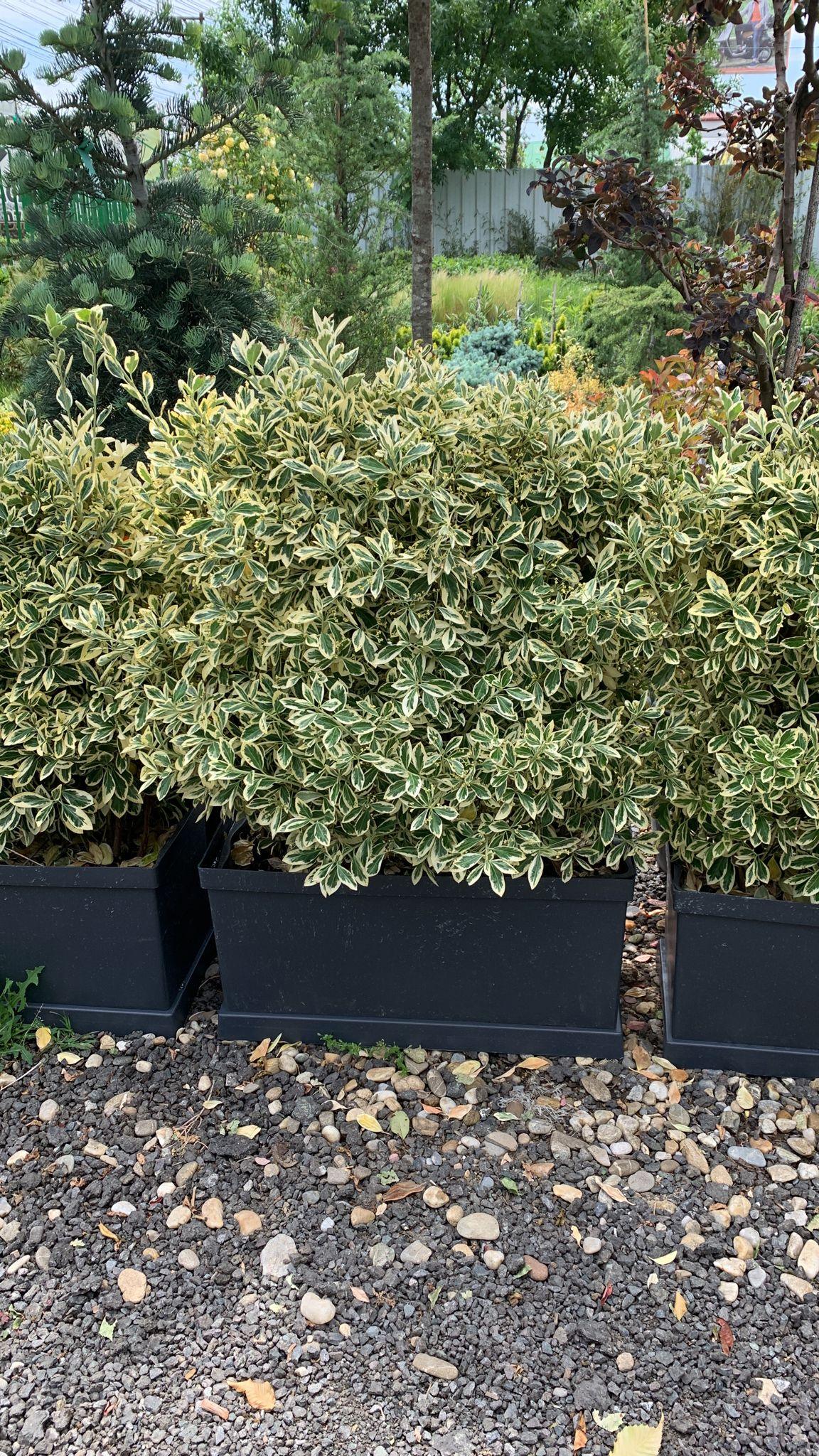 Japanese sage Bravo" hedge 0.80 - 1.20 m Euonymus jap."Bravo"