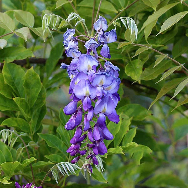 Glicina chinezească arbore 2.00 m Wisteria chinensis Prolific"