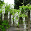 Glicina chinezească Alba" 2.00 m   Wisteria chinensis  "Alba"