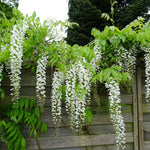 Glicina chinezească Alba" 2.00 m   Wisteria chinensis  "Alba"