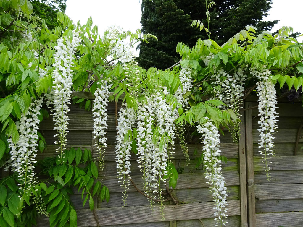 Wisteria Chinensis "Alba" 2.00 m Wisteria chinensis "Alba"