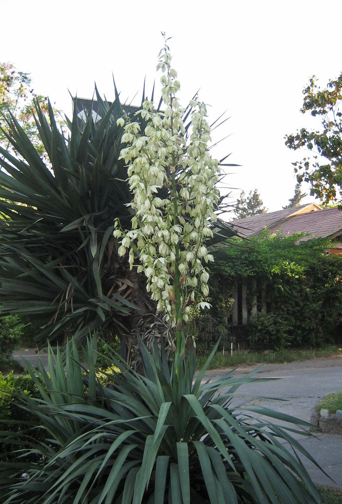 Yucca gloriosa 0.80 - 1.00 m Yucca gloriosa