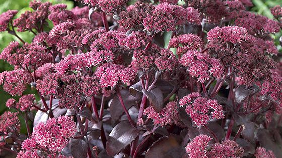 Iarba grasa Black Beauty Spectabile" 0.30 - 0.50 m Sedum spectabile "Black Beauty"