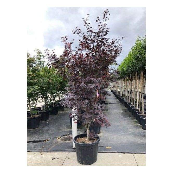 Japanese maple Bloodgood" 1.70 - 1.80 m Acer palmatum "Bloodgood"