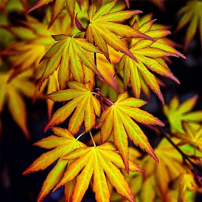 Artar japonez Katsura" 1.20 - 1.40 m Acer palmatum "Katsura"