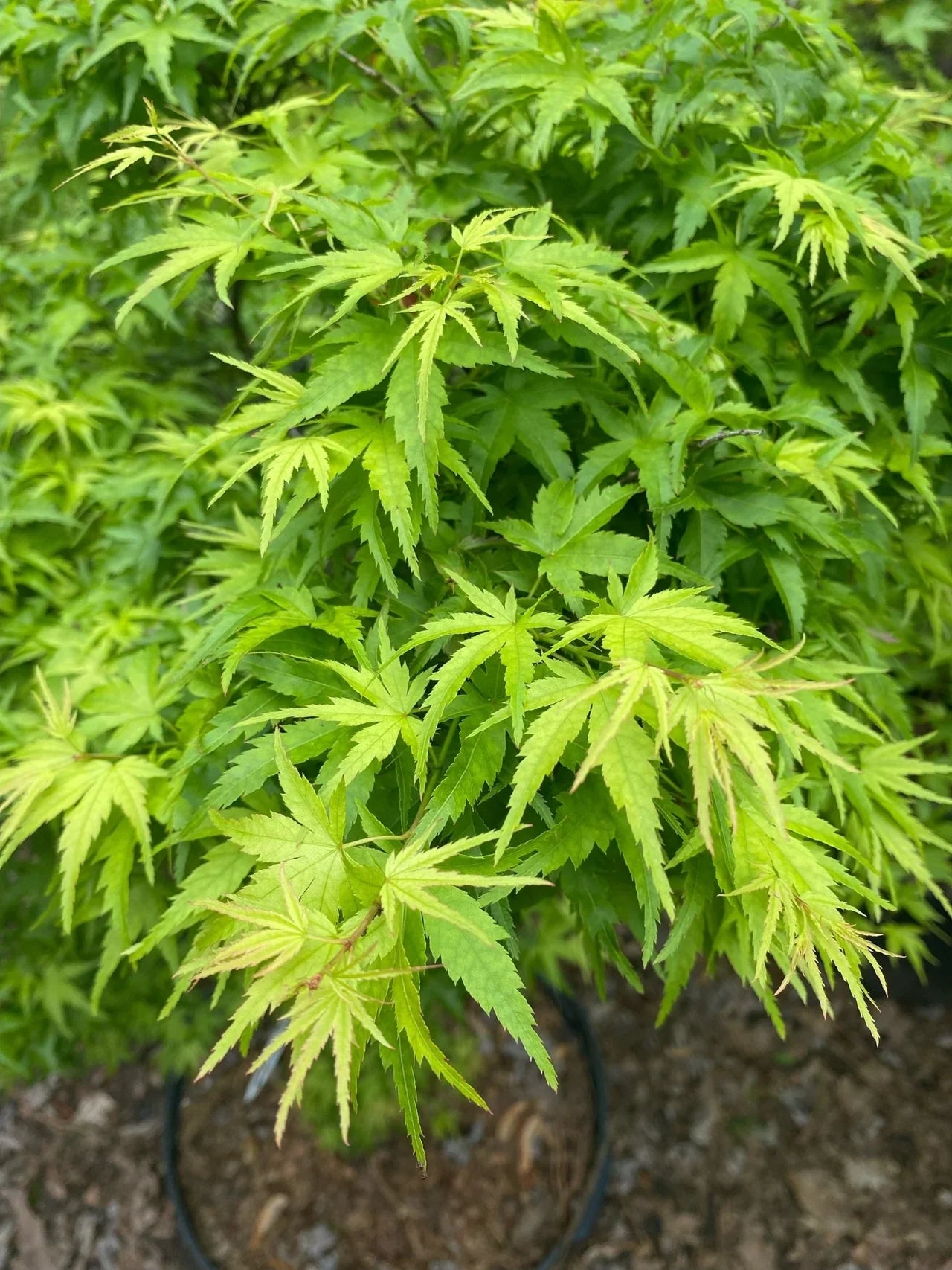 Japanese maple Sharp's Pygmy" 0.60 - 0.80 m Acer palmatum "Sharp's Pygmy"