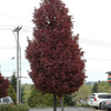 Artar rosu Crimson Sentry" 1.75 - 2.00 m  Acer platanoides "Crimson Sentry"