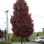 Artar rosu Crimson Sentry" 1.75 - 2.00 m  Acer platanoides "Crimson Sentry"