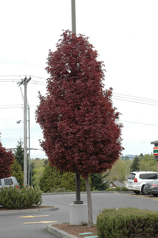Red Maple Crimson Sentry" 1.75 - 2.00 m Acer platanoides "Crimson Sentry"