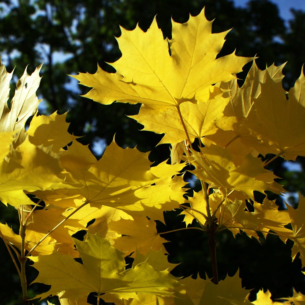 "Princeton Gold" 3.00 - 3.50 m Acer platanoides "Princeton Gold"