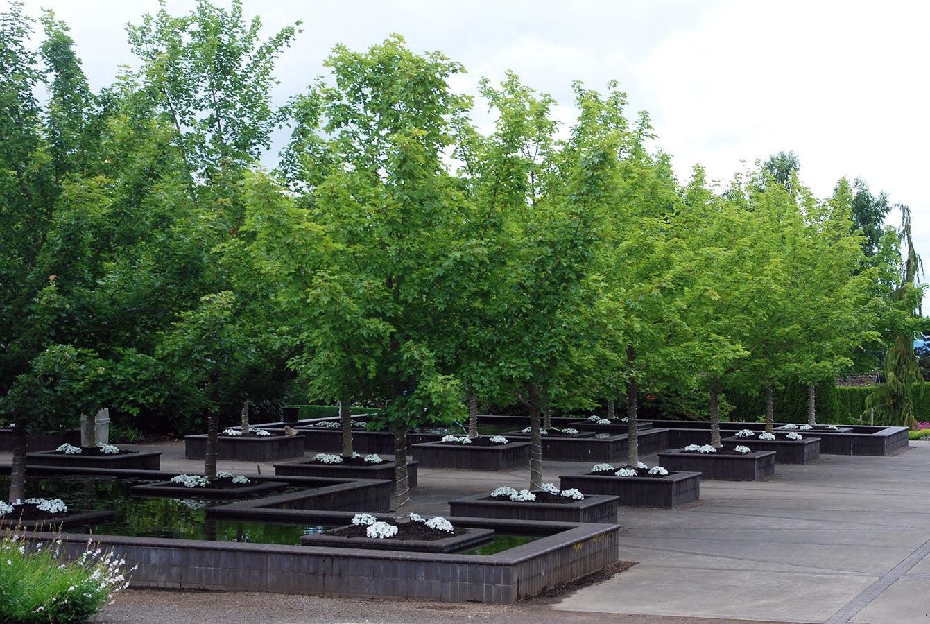 Maple Pacific Sunset" 3.00 - 4.00 m Acer "Warrenred" Pacific Sunset