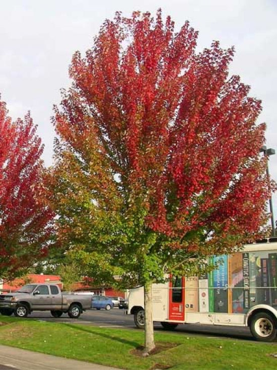 Red maple "Morgan" 2.00 - 2.50 m Acer x freemanii "Morgan"