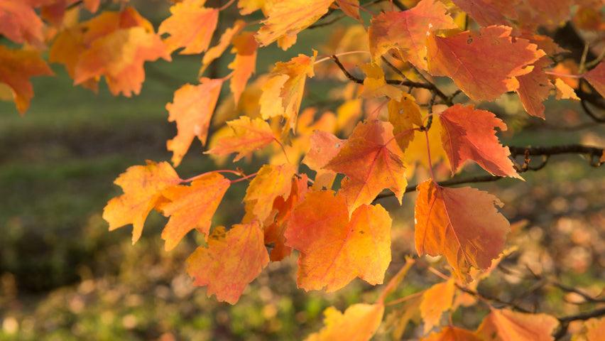 Red maple "Scalon" 3.00 - 3.50 m Acer rubrum "Scalon"