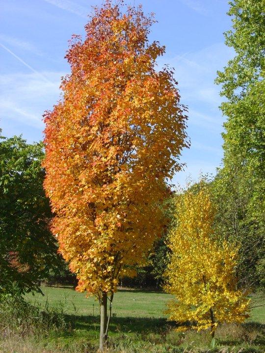 Red maple "Scalon" 3.00 - 3.50 m Acer rubrum "Scalon"