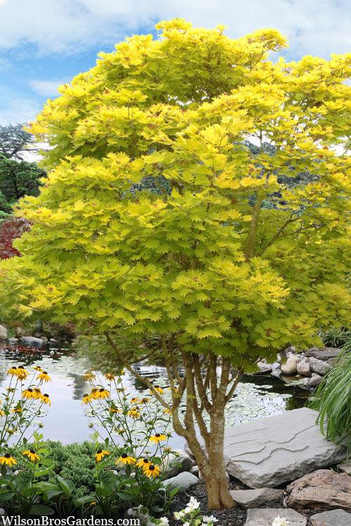 Japanese maple Jordan" 1.50 - 1.70 m Acer shirasawanum "Jordan"