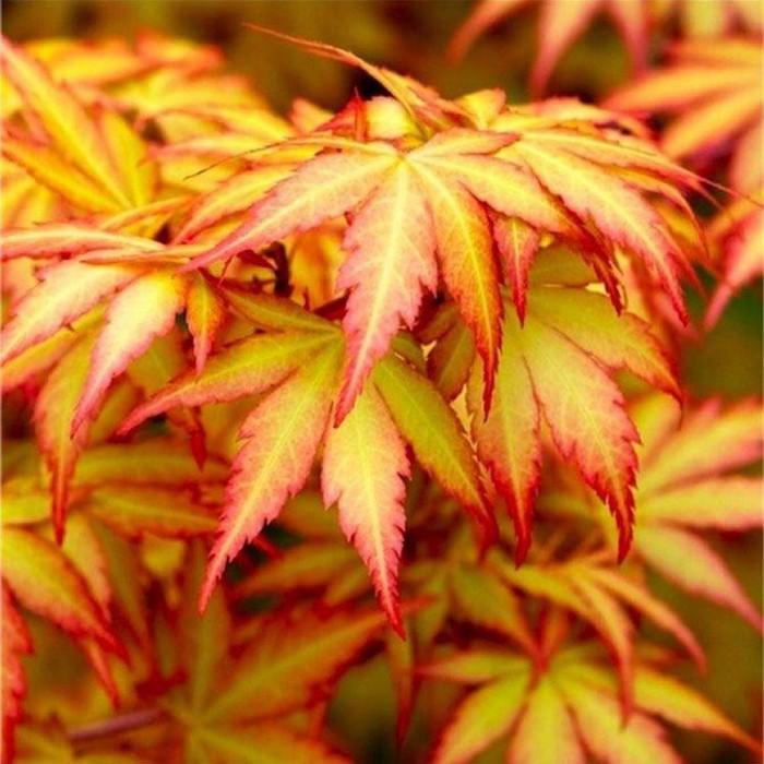 Japanese maple Orange Dream" 1.00 - 1.30 m Acer palmatum "Orange Dream"