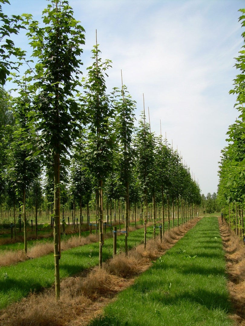 Bruchem mountain maple" 3.00 - 4.00 m Acer pseudoplatanus "Bruchem"