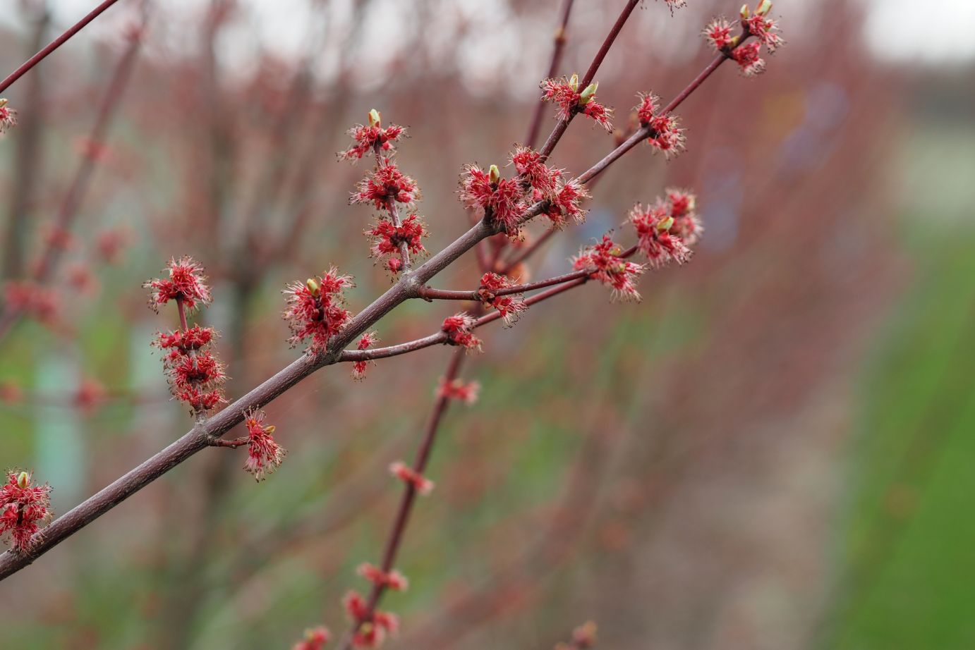 Red maple "Somerset" 2.00 - 2.50 m Acer rubrum "Somerset"