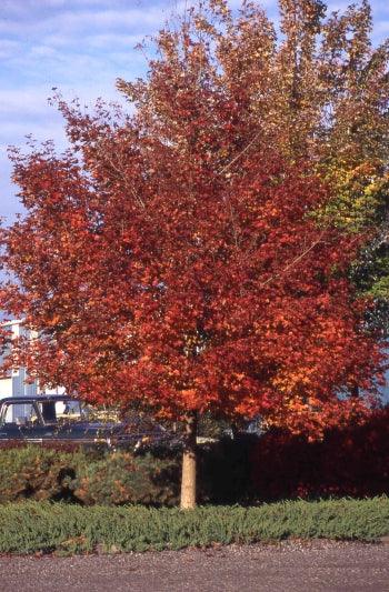 Maple Pacific Sunset" 3.00 - 4.00 m Acer "Warrenred" Pacific Sunset
