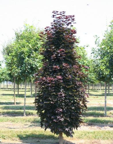 Red Maple Crimson Sentry" 1.75 - 2.00 m Acer platanoides "Crimson Sentry"