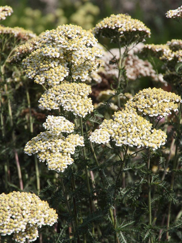 Achillea millefolium Hoffnug