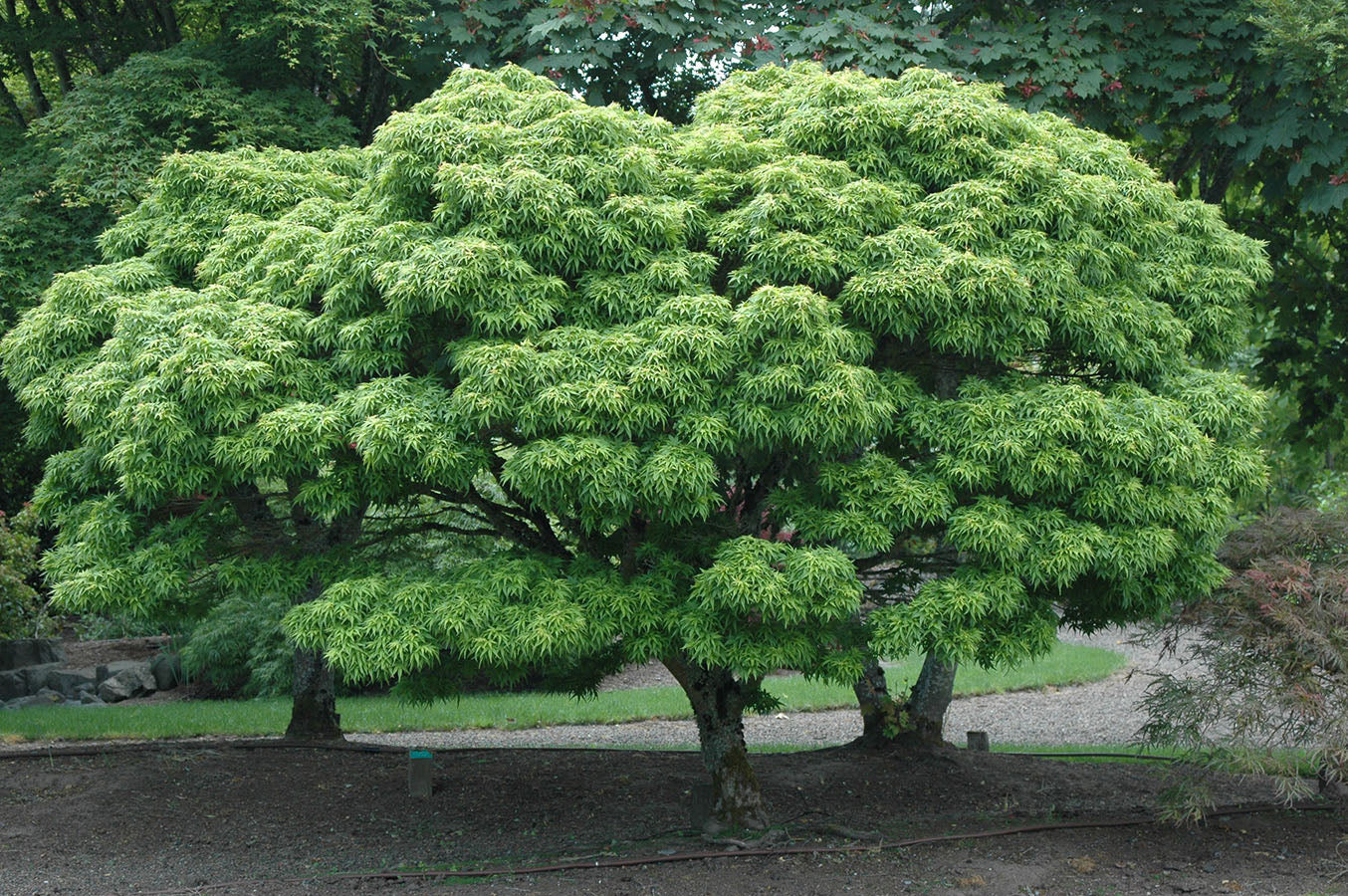 Japanese maple Sharp's Pygmy" 0.60 - 0.80 m Acer palmatum "Sharp's Pygmy"
