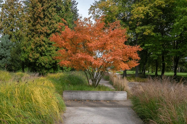 Raisin tree 2.00 - 2.50 m Amelanchier lamarckii