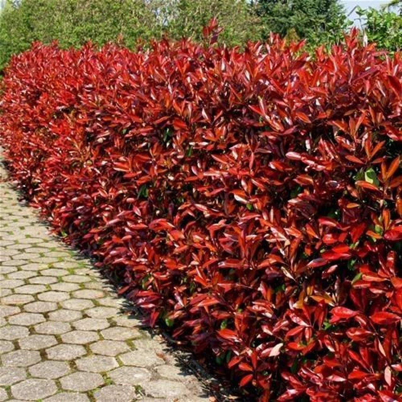 Photinia Red Robin" 1.20 - 1.40 m Photinia serulata "Red Robin"