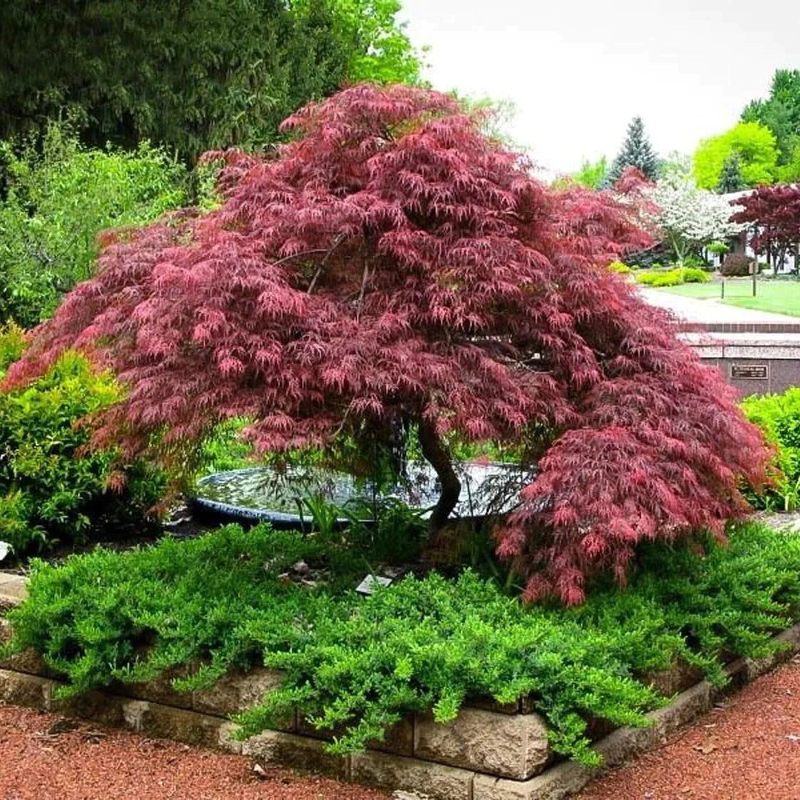 Japanese maple Inaba Shidare" 2.00 m Acer palmatum dissectum "Inaba Shidare"