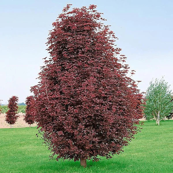 Red maple Crimson King" bush 2.00 - 2.20 m Acer platanoides "Crimson King"