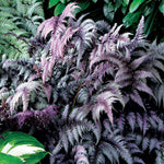 Athyrium niponicum Burgundy Lace