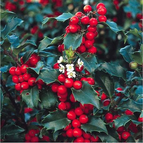 Heckenstar laurel" 1.00 -1.40 m Ilex meserveae "Heckenstar"