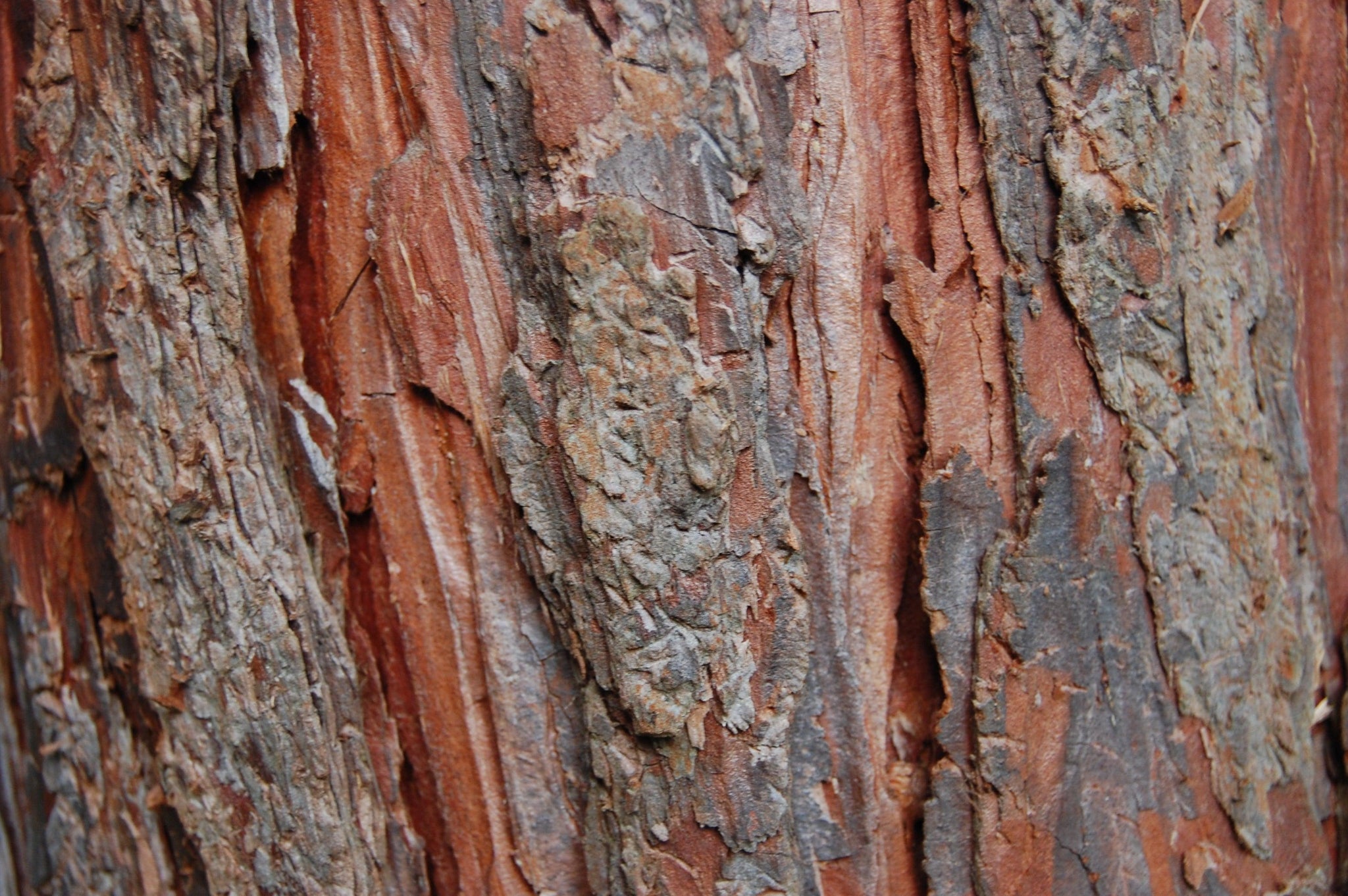 Variegated California cedar 1.50 - 1.70 m Calocedrus decurrens Aureovariegata"