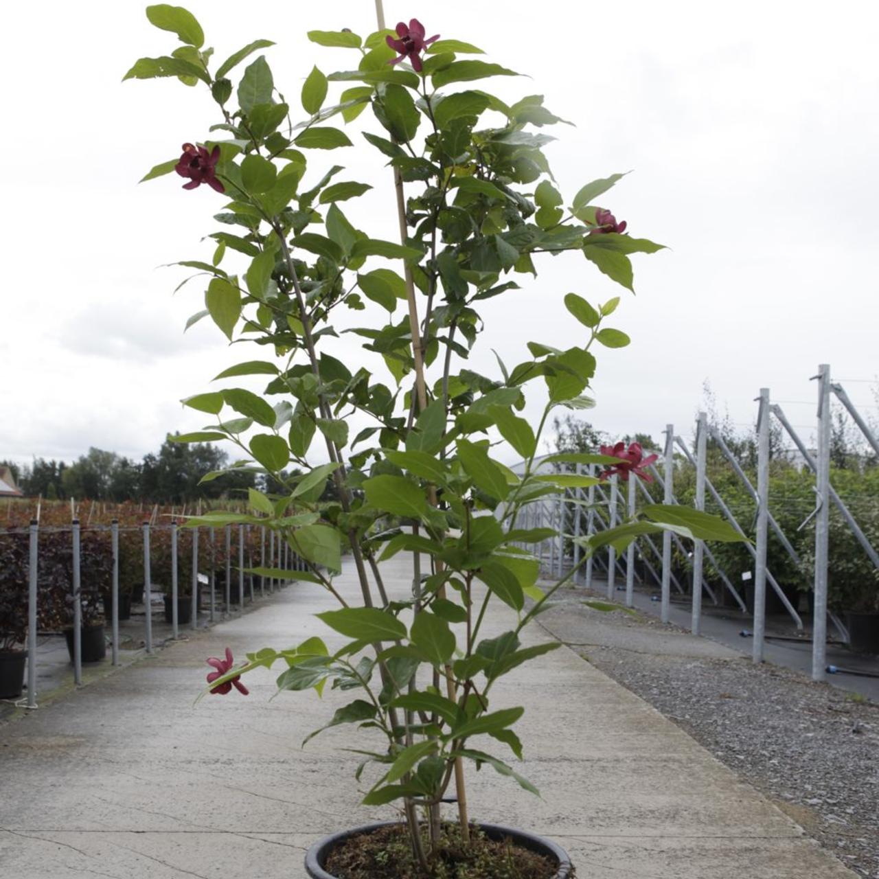 Calycanthus Aphrodite" 1.30 - 1.50 m Calycanthus x raulstonii "Aphrodite"