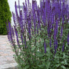 Salvia nemorosa 'Bumbleblue'