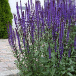 Salvia nemorosa 'Bumbleblue'
