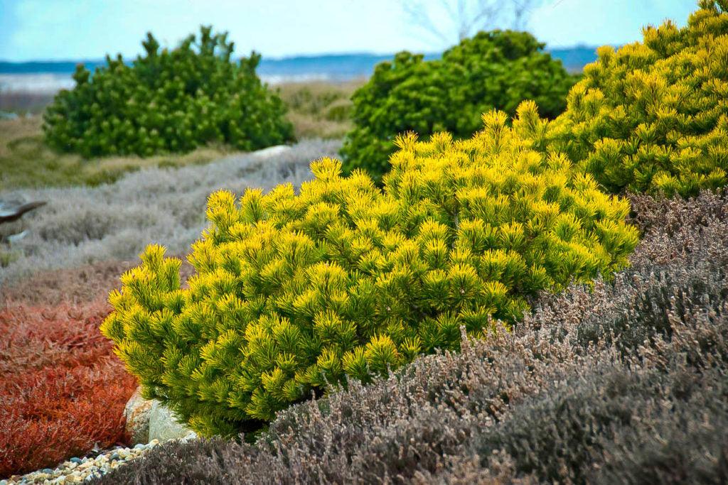 Dwarf pine Winter Gold" 0.40 - 0.60 m Pinus mugo "Winter Gold"