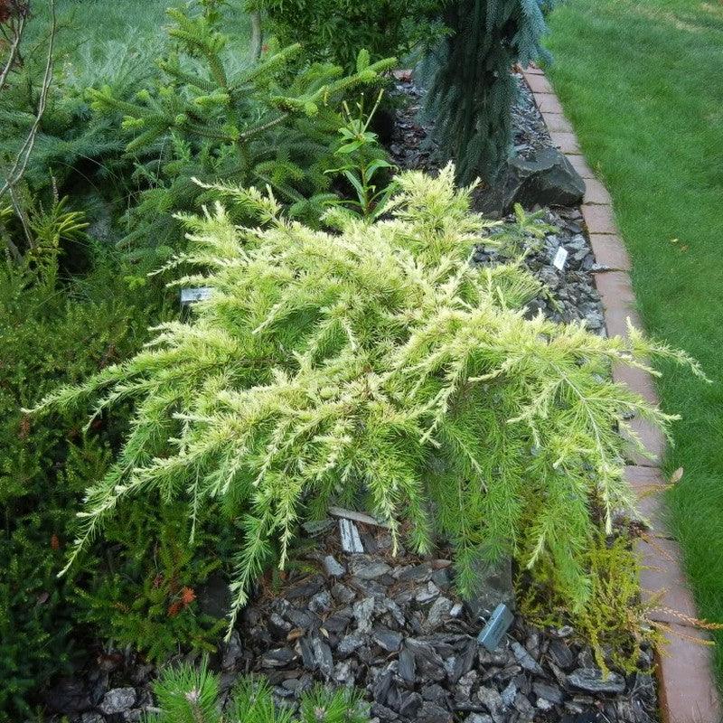 Cedar "Golden Horizon" 0.80 - 1.20 m Cedrus deodara "Golden Horizon"