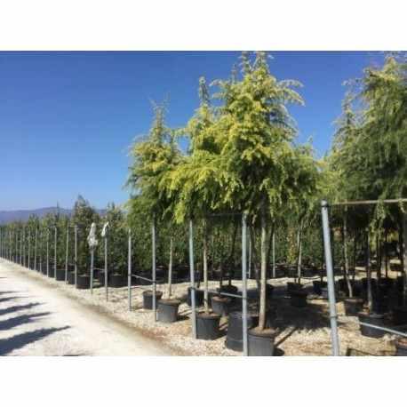 Cedar "Golden Horizon" 2.50 - 3.50 m Cedrus deodara "Golden Horizon"