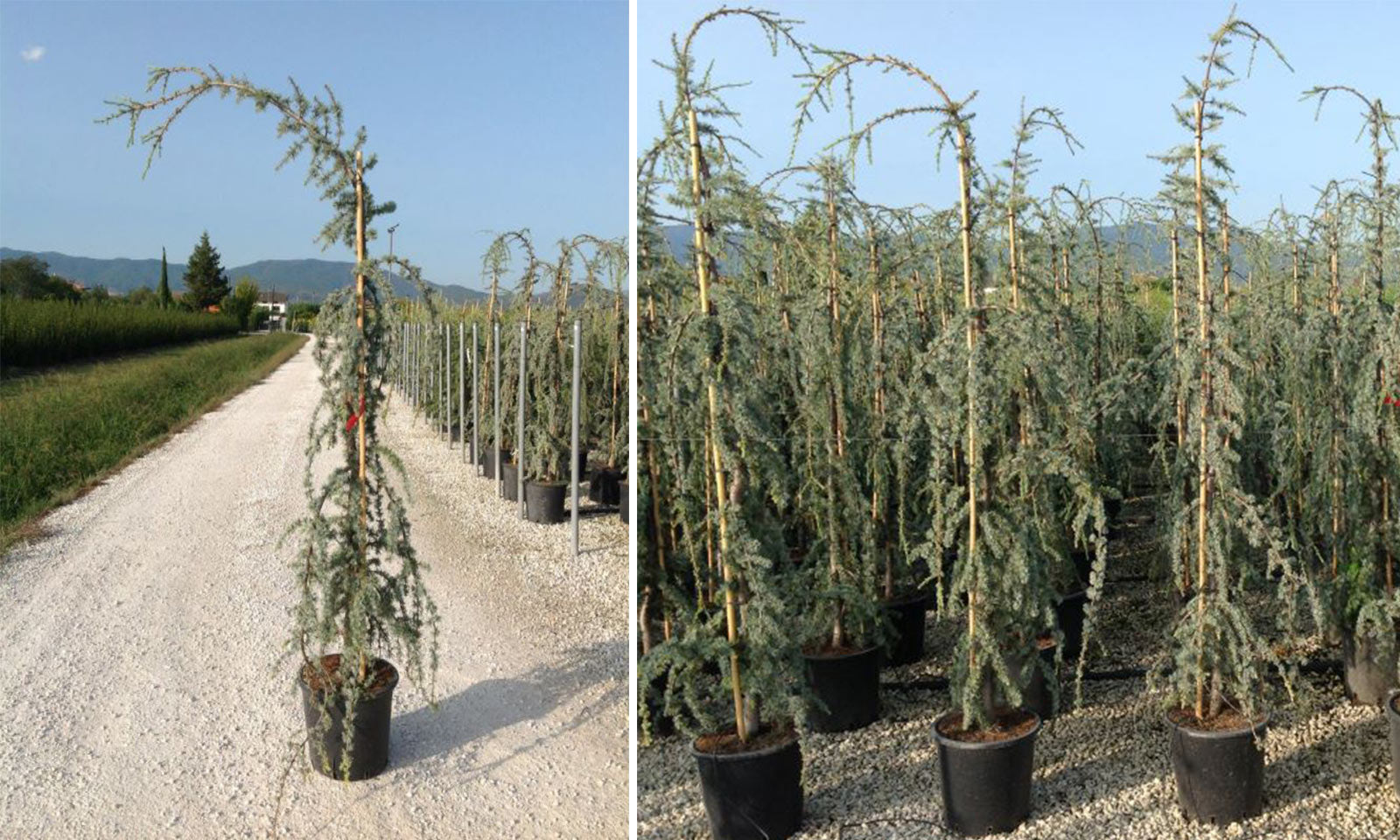 Flowing silver cedar 1.75 - 2.00 m Cedrus atlantica Glauca Pendula"