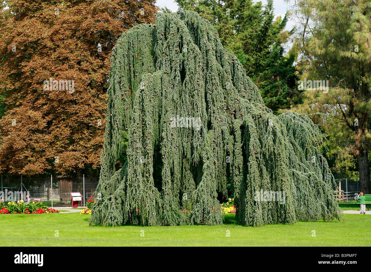 Flowing silver cedar 1.75 - 2.00 m Cedrus atlantica Glauca Pendula"