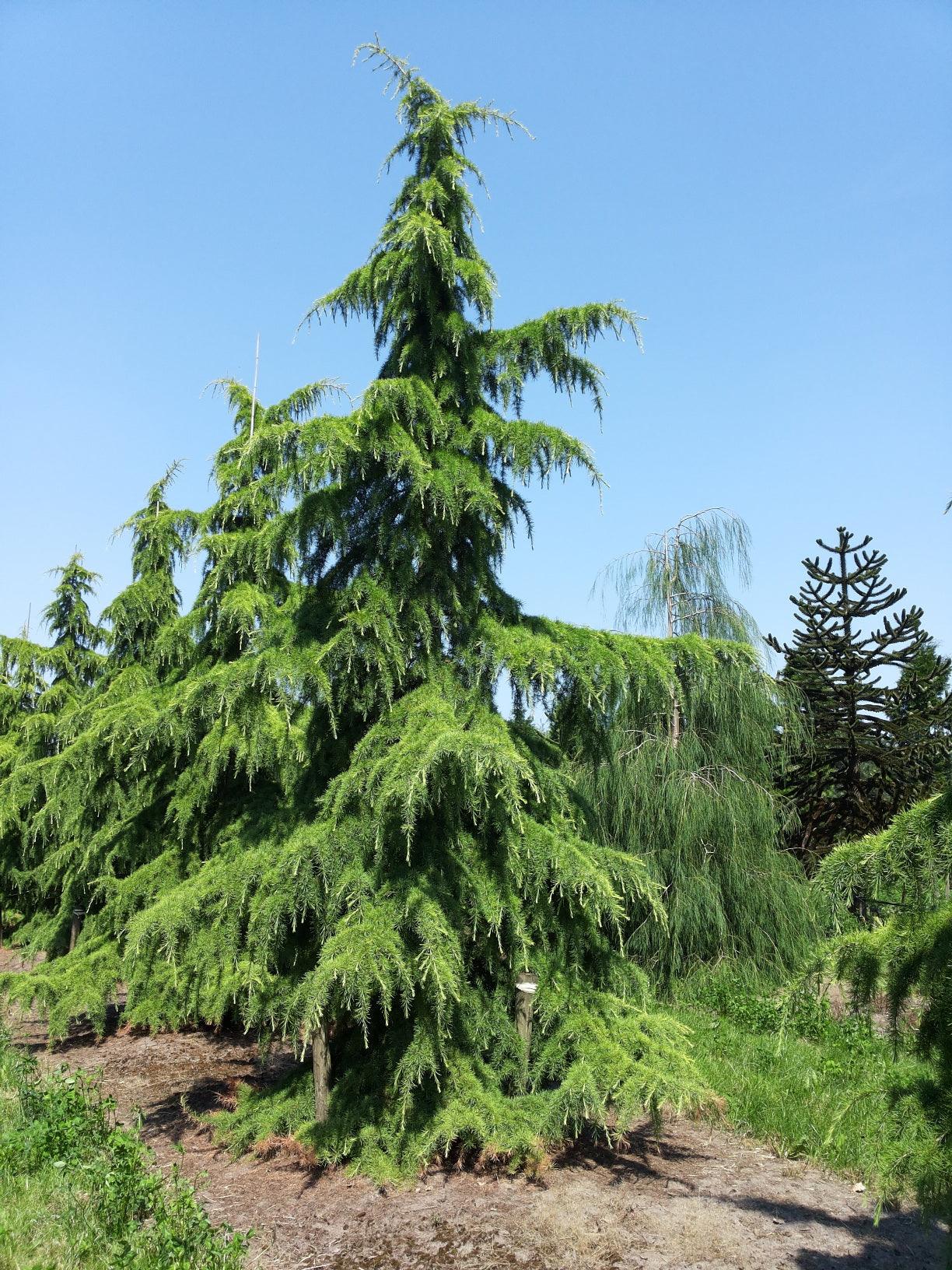 Himalayan cedar 2.50 - 3.00 m Cedrus deodora