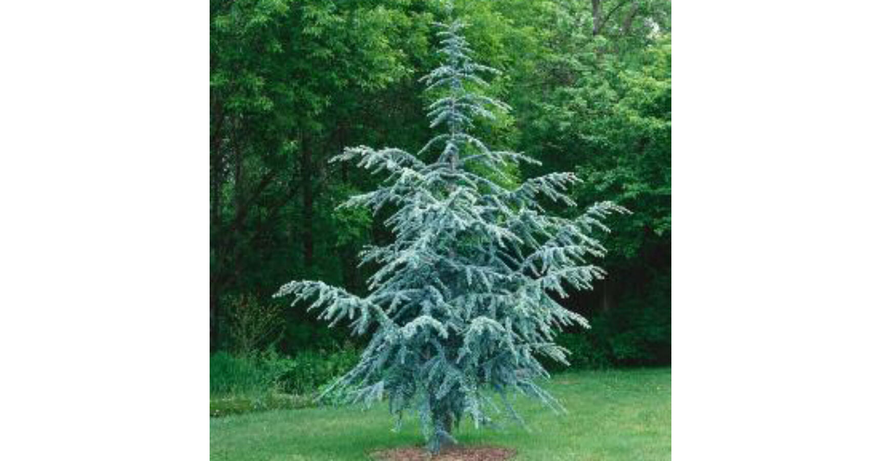 Silberspitz silver-blue cedar" 1.30 - 1.50 m Cedrus atlantica "Silberspitz"