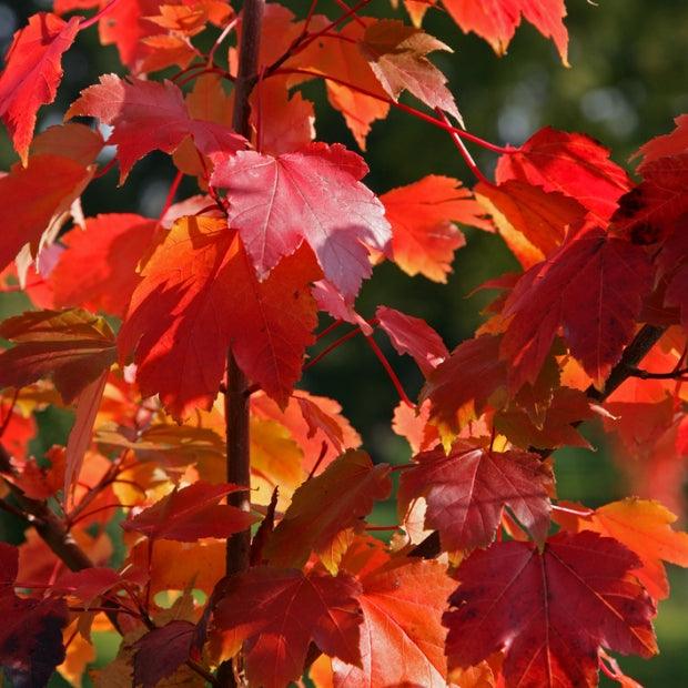 Red maple "Scalon" 3.00 - 3.50 m Acer rubrum "Scalon"